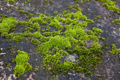 青苔水|藓類植物門